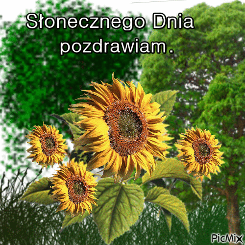 Słonecznego dnia pozdrawiam słoneczniki